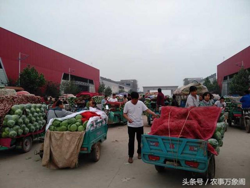 当季水果供应：选择新鲜美味的秘诀